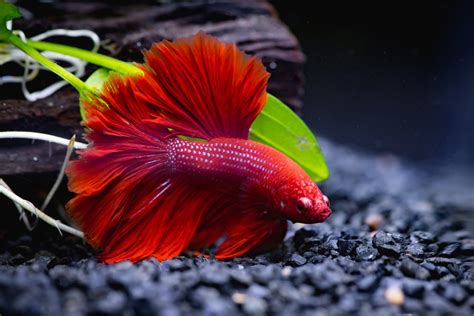 The Red Betta Fish: A Detailed Guide for Beginners.